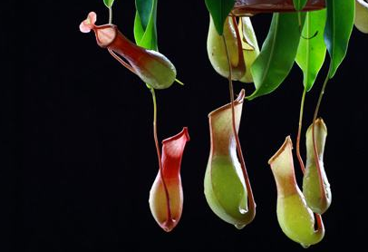 脂溢性脱发怎么调节饮食健康呢?