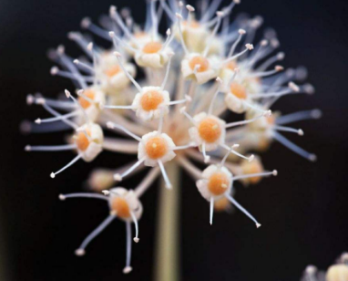 患者得了荨麻疹疾病会有哪些常见的症状表现呢