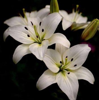 关于青春痘的一些小知识介绍