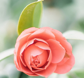 黄褐斑对女性危害大