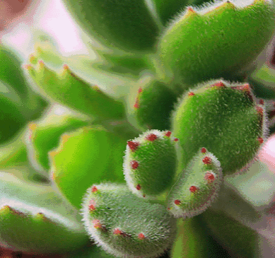 造成脱发的原因有哪些